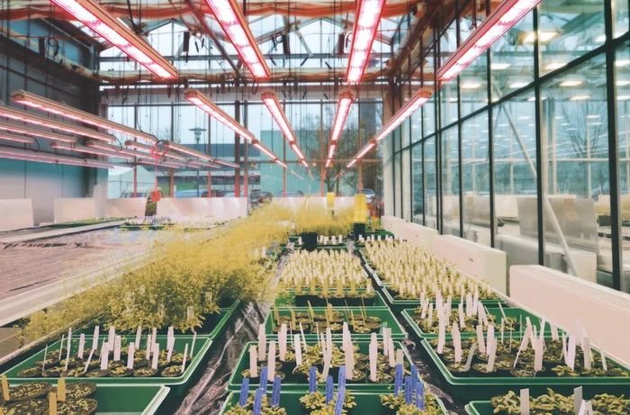 LED植物补光灯在农业项目的综合效益分析 - 深圳银月光科技有限公司
