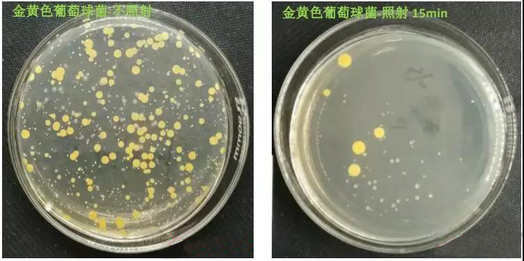 葡萄球菌培养皿图片图片